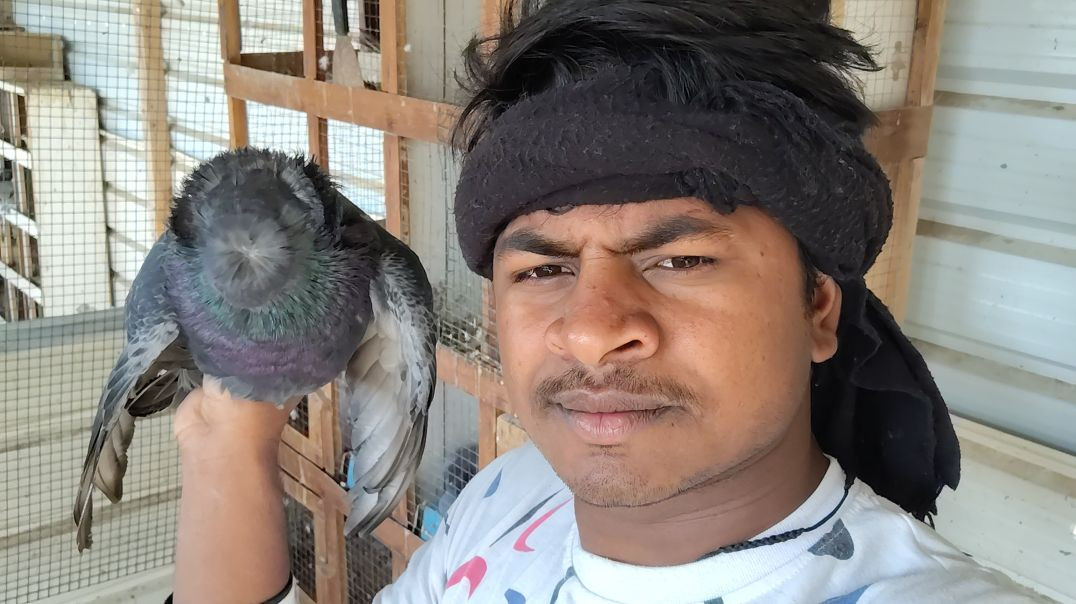 कुवैत का मशहूर कबूतर