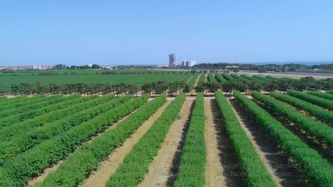 ⁣How Are Almonds Grown And Harvested_ You Haven_t Seen So Many Fresh Almonds Yet_(720P_HD)