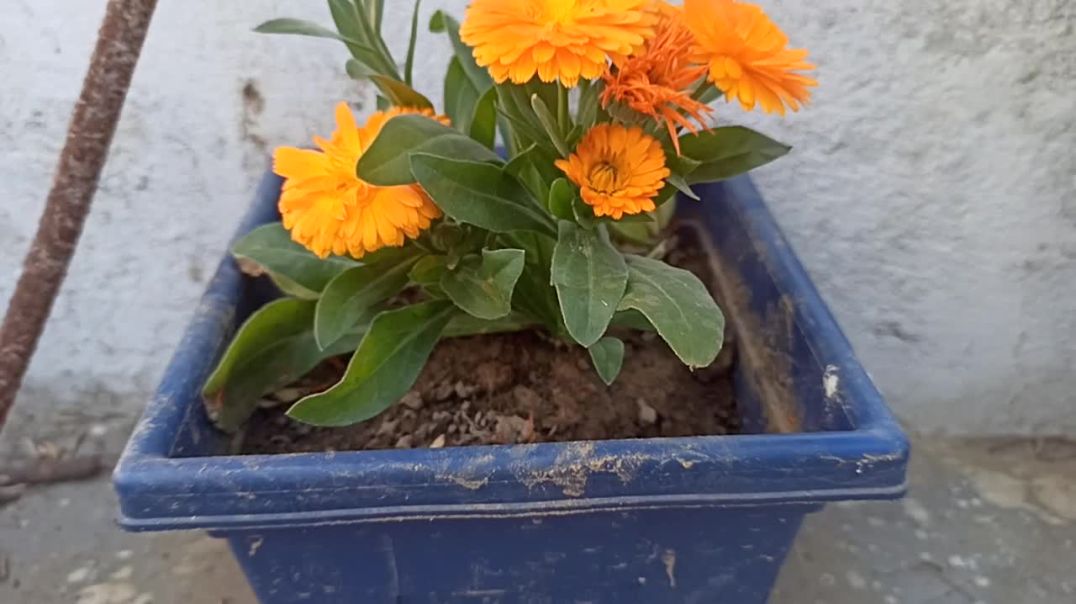 ⁣gardening garden garden plant plant growth tips