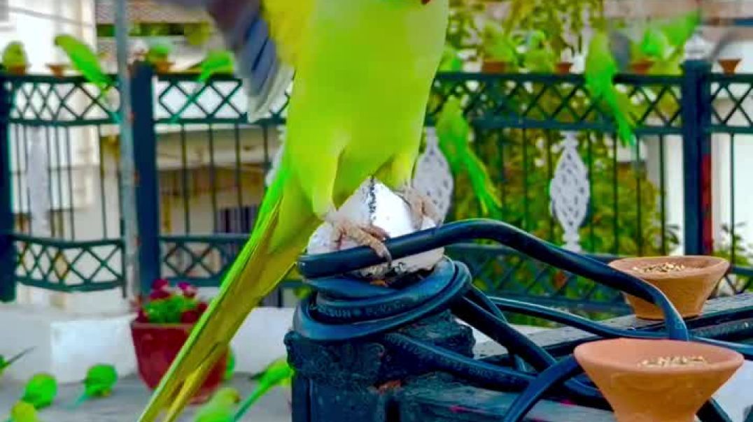 ⁣Parrot reels ❣️❣️