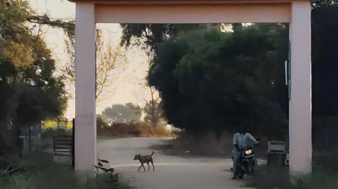 video_20251224_165137