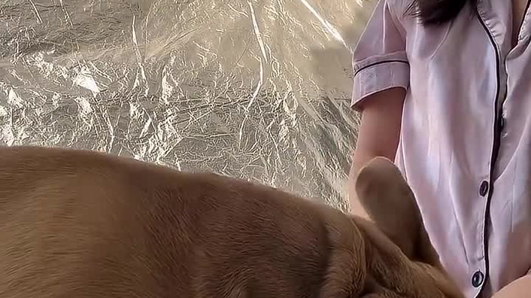 ⁣กินไข่ต้มก่อนคับ_#โทนี่_#หมาที่ชอบทานผักไม้_#หมาน่ารัก(720p)