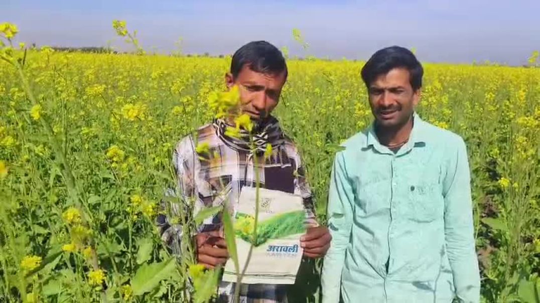 ⁣Arawali mustard ka bahut achha result