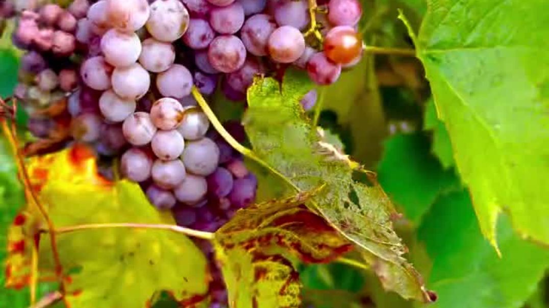 ⁣Fruit name please comment me 😀 🙏🙏