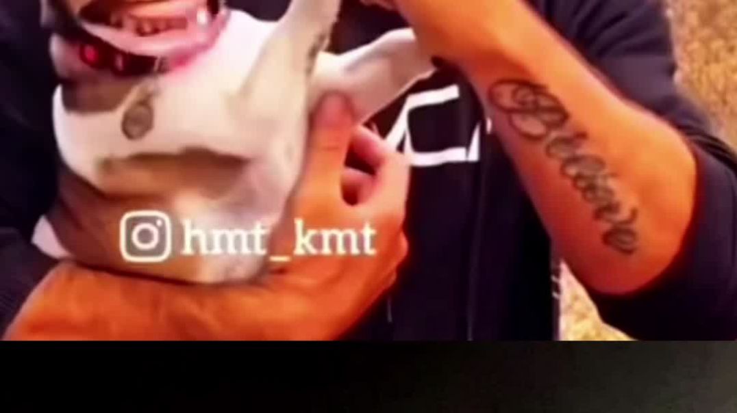 ⁣छोटे कुत्ते को आया गुस्सा! 😠 | Brand मायने नहीं रखता, Guts मायने रखते हैं