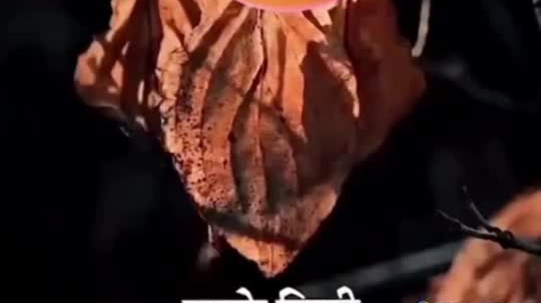 DrB3vN9LmPSp1XAZNddvf9Eom7Q2NvTwrlDW