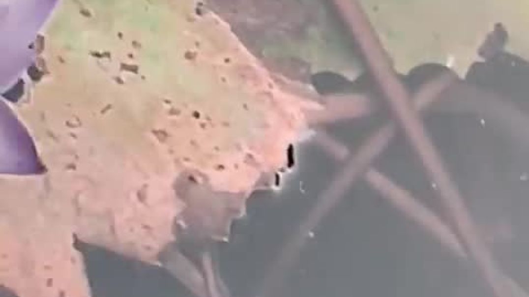 ⁣Neel kamal ka darshan karlo