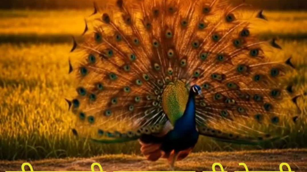 ⁣Funny dancing pecock || नाचणारा मोर ||