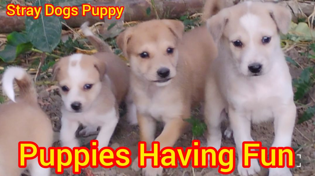 ⁣State Dog puppys#dog#puppys#দেসিকুকুরবাচ্ছা