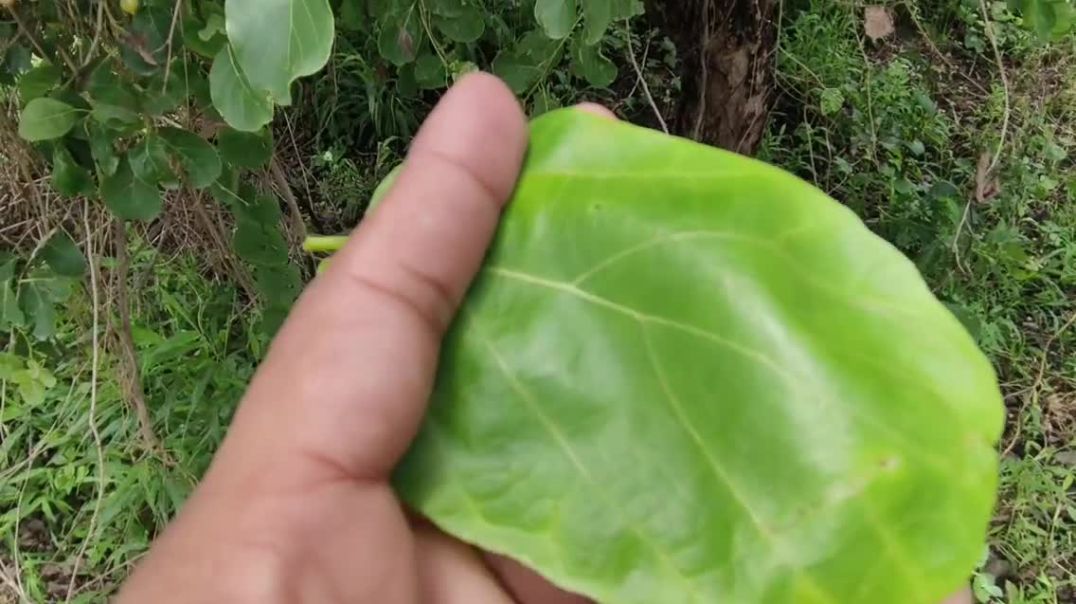 ⁣लिसोड़े का पेड़ कैसा होता ha