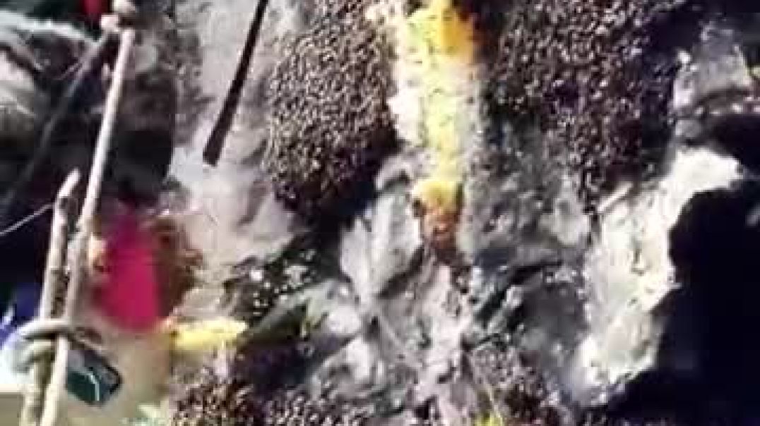 ⁣One_Rope,_One_Bucket,_Tons_Of_Honey_🐝_#honey_#shorts_#viralshorts(360p)