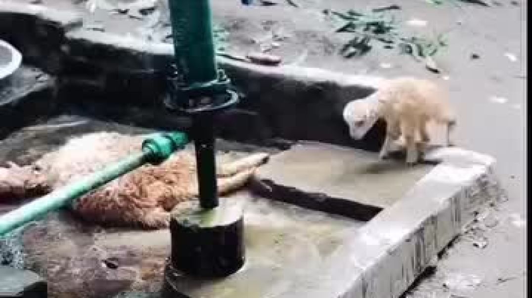 ⁣#ankityadav viral shot video