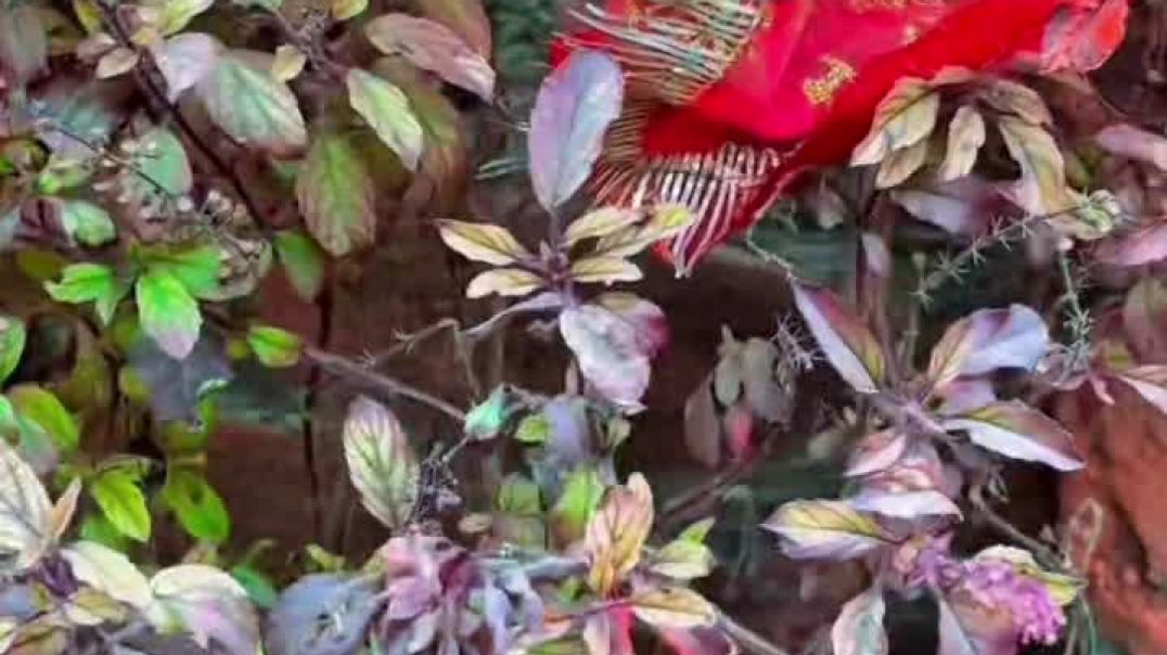 𝗧𝘂𝗹𝘀𝗶 𝗽𝘂𝗷𝗮𝗻 𝟮𝟱 𝗗𝗲𝗰𝗲𝗺𝗯𝗲𝗿