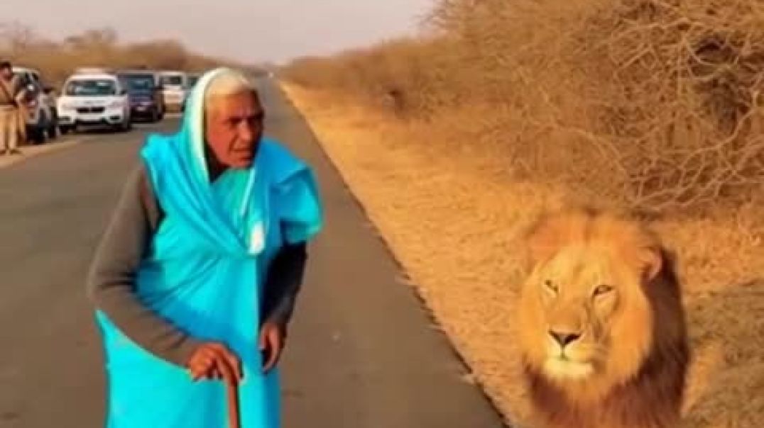 ⁣जब दादी ने शेर को लाठी दिखाई… वन विभाग भी हैरान! 😳👵