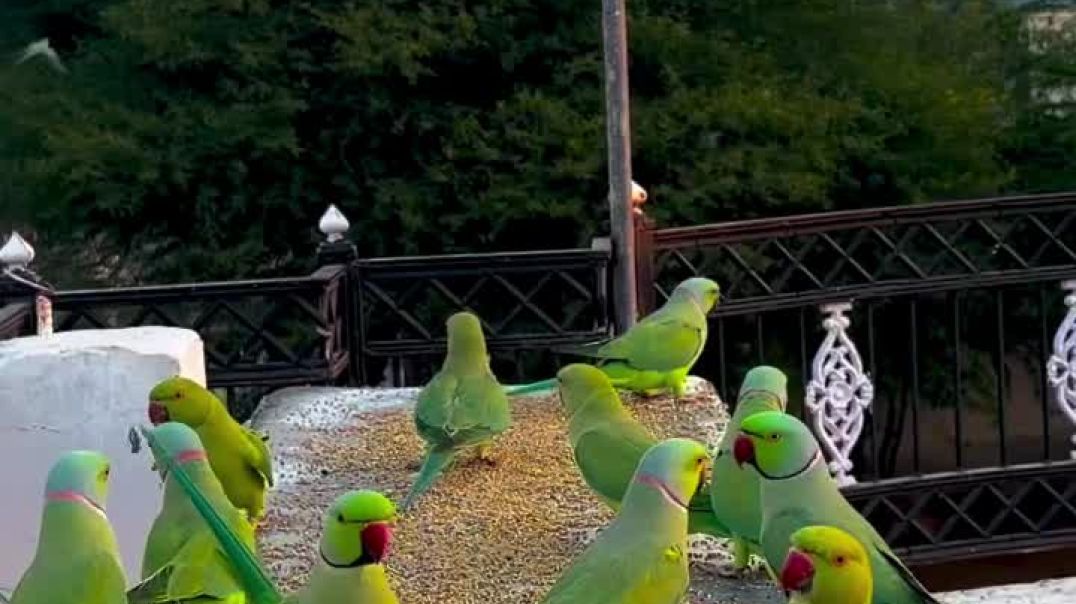 ⁣Parrot reels ❣️❣️