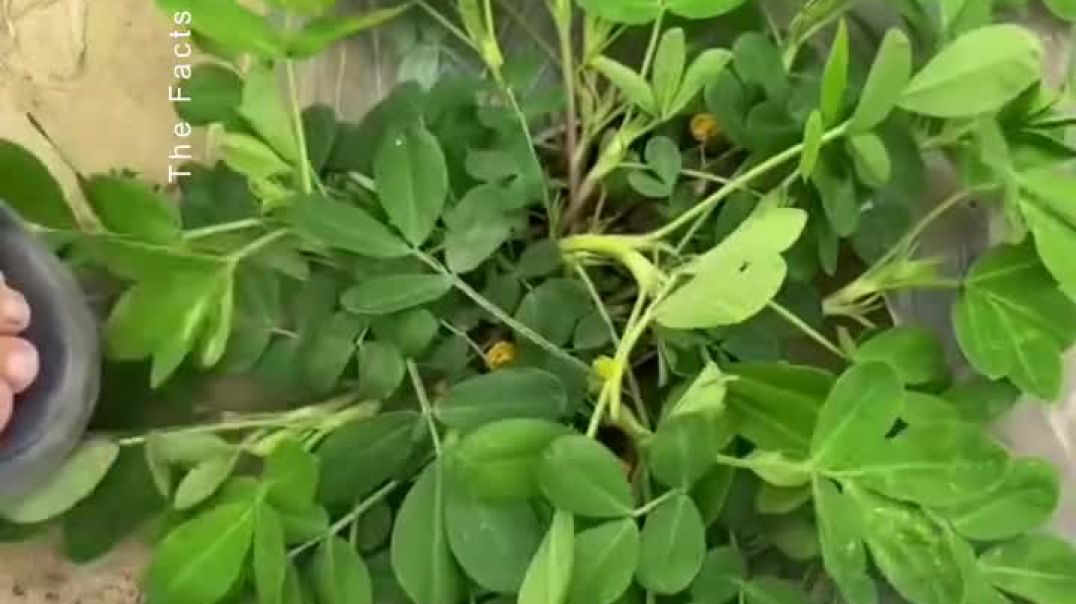 Mungfali ki paidavar