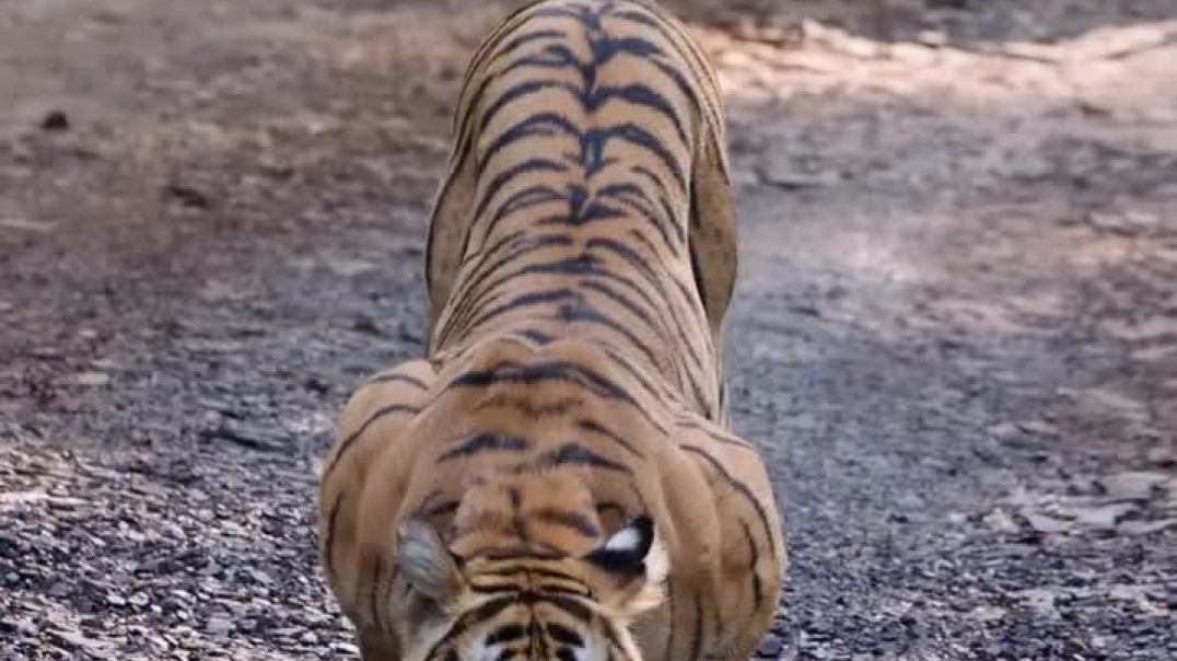 What a welcome to Ranthambore_by_Queen_of_Ranthambore!_Quenching_her_thirst_in_middle_of_road