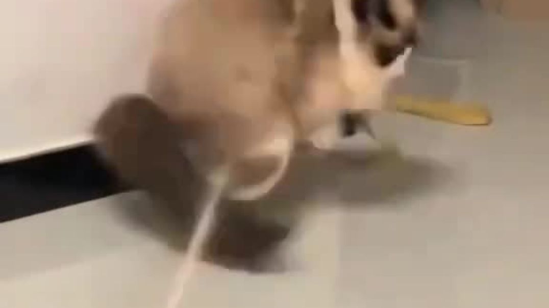 ⁣Funny cat video 😂😺😂