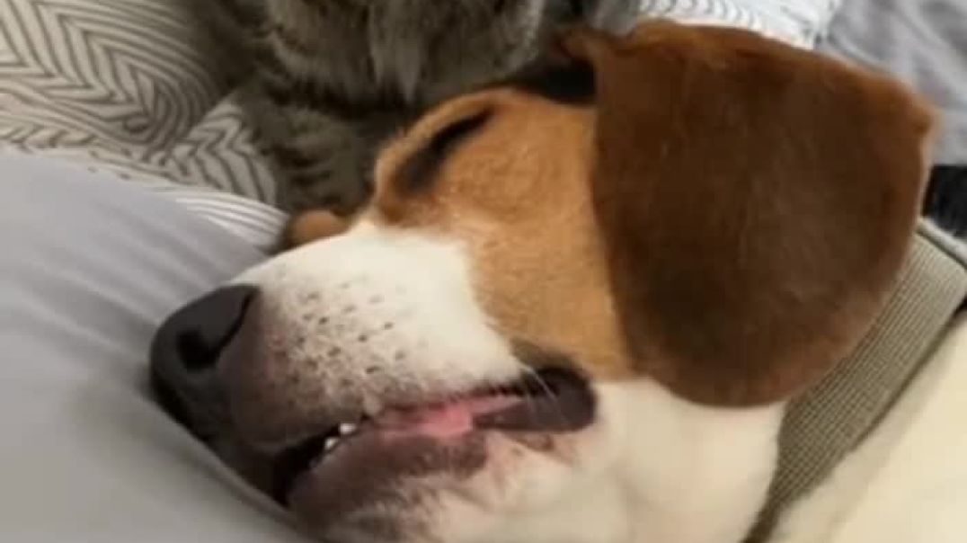 ⁣Funny cat reaction 🤣🤣