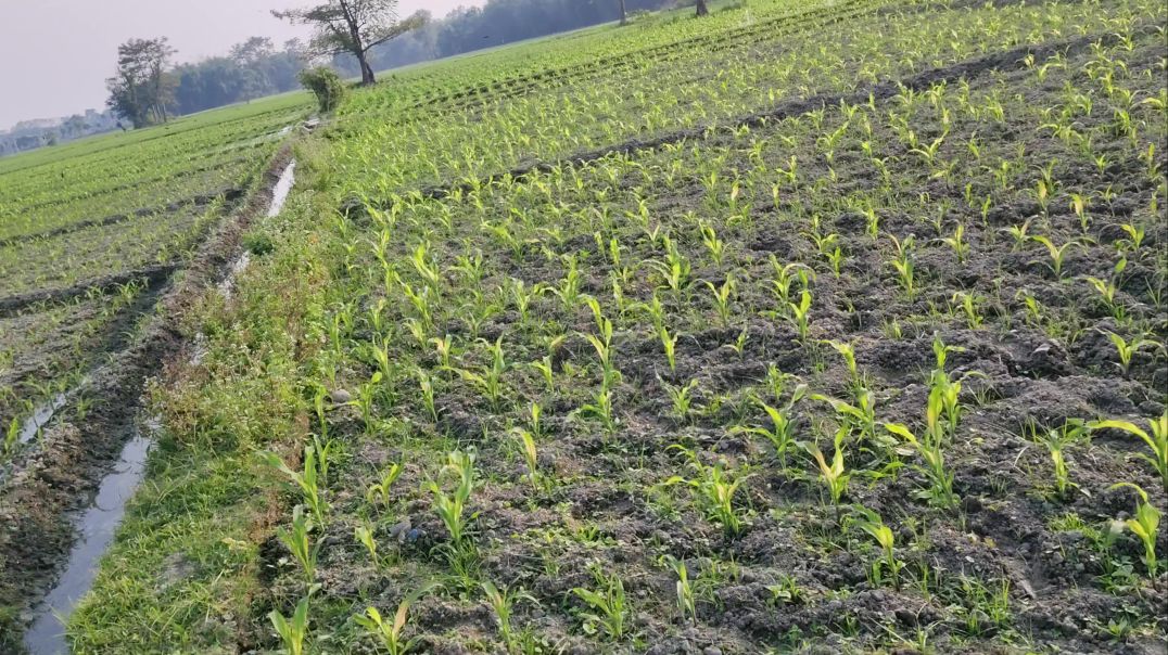 video_20251204_151215