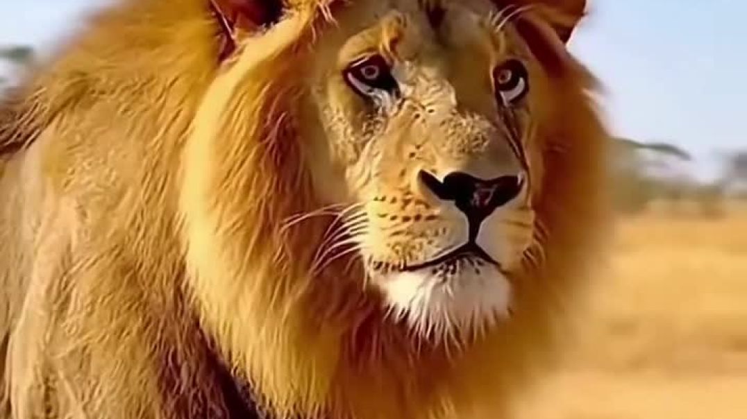 ⁣Gulshan kumar #Game9835 #bhojpuri #song #bhojpuri 5th October