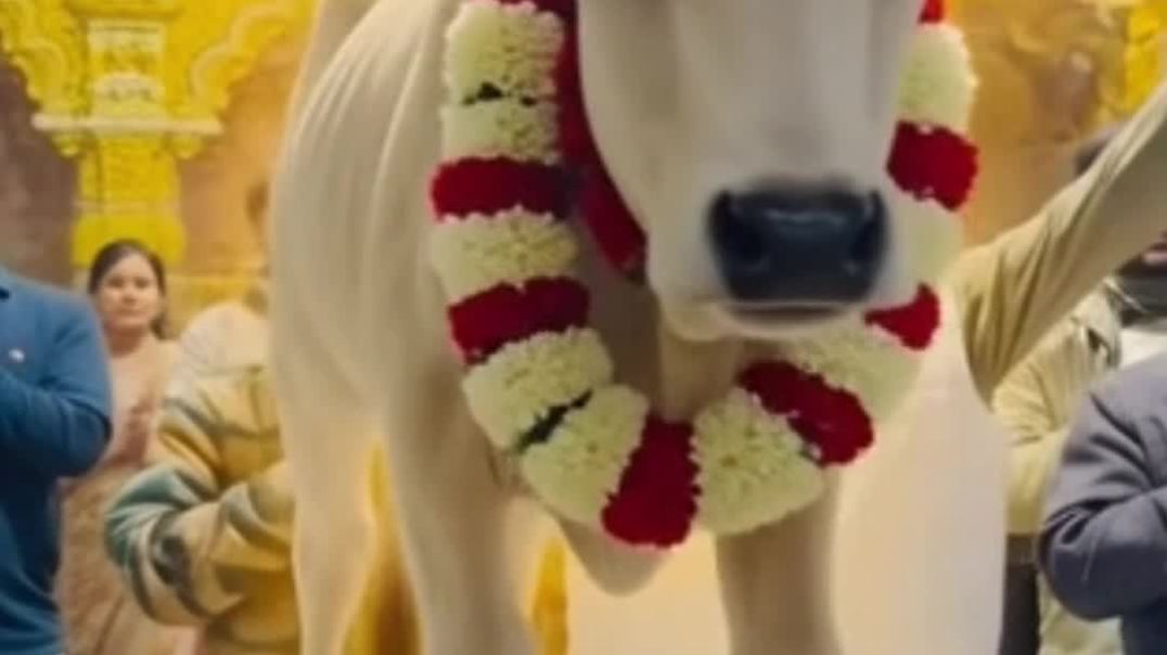 ⁣राजस्थान का चमत्कारी मंदिर श्री सांवरिया सेठ