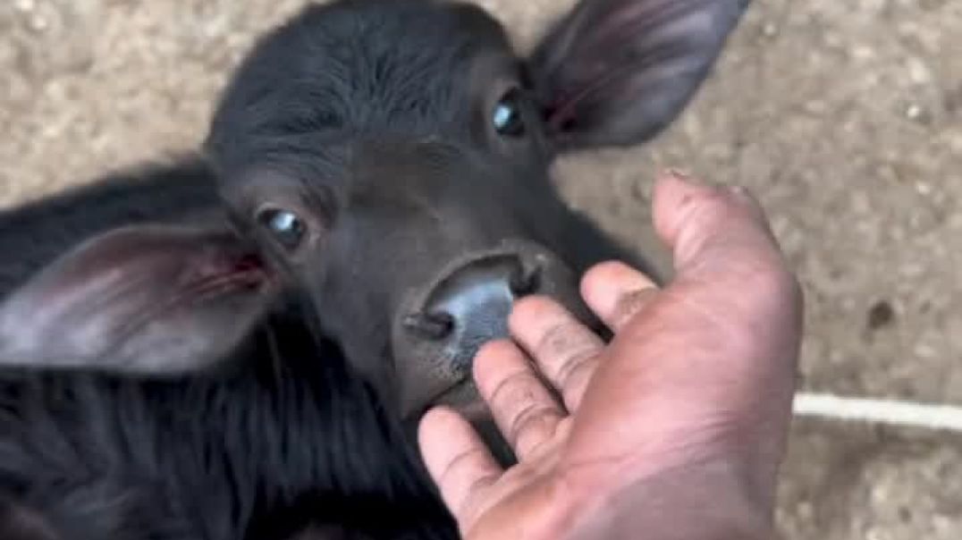 ⁣#agriculture #दुधउतपादकशेतकरी🐃🔥💸 #viral