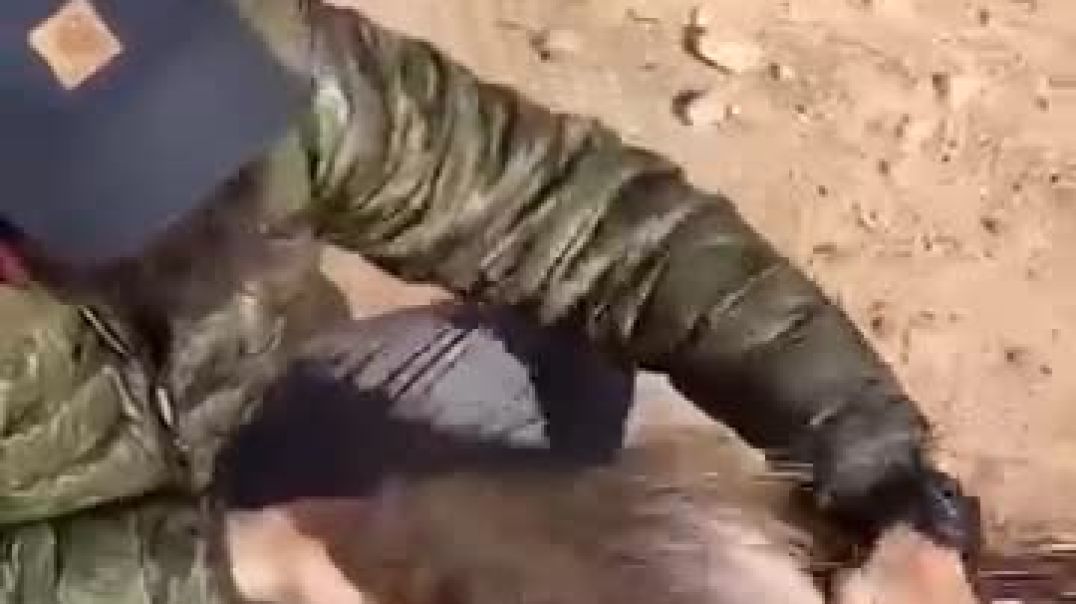 ⁣How Porcupine Quills Really Work #reels #facts #hindi #viral #video #trending #trendingshorts