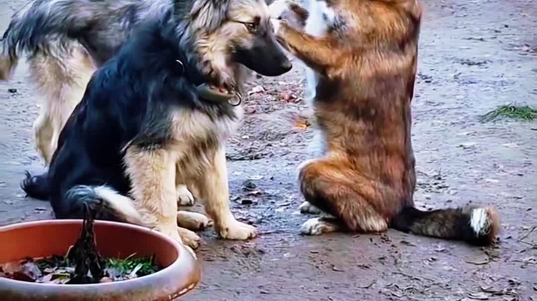 ⁣Instagram की reel से कुत्तों पर पड़ा असर #pramodburn @pramodburn #apnatube