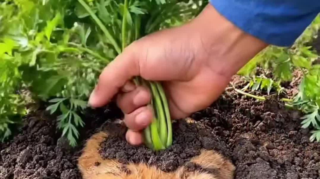 VID_20251220_065401_112