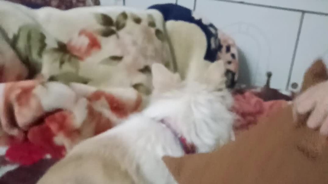 Roxy 🐕 My Dog👍🥰