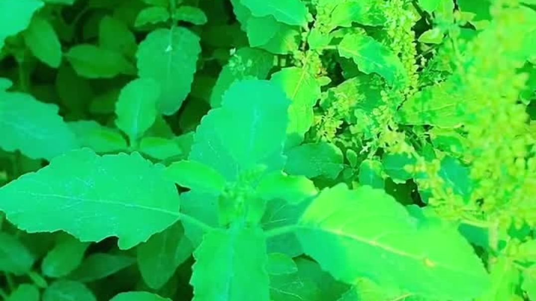 ⁣तुलसी के प्लांट्स #nature #rosecaring #gardaning #farming #viralvideo #agriculture #fruit #gardning