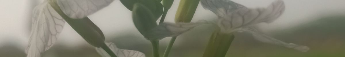 RAMJI_GAMER RAMJI_GAMER