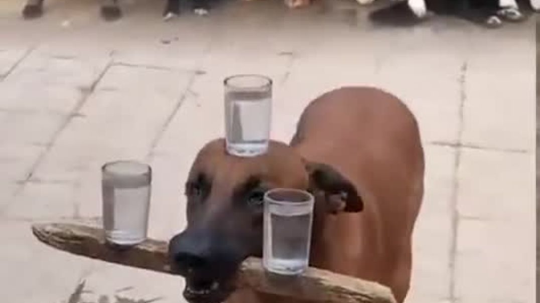 🐕 dog ka टैलेंट