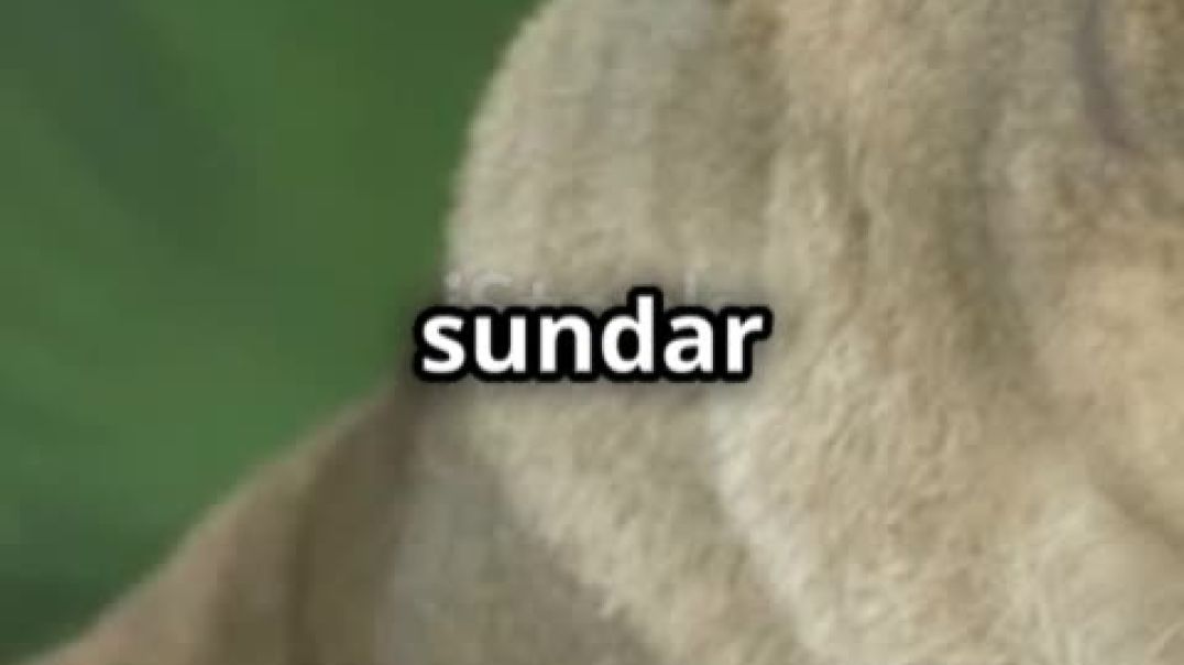 ⁣invideo-ai-480 शेर, शेरनी और हिरण_ जंगल की सीख! 2025-12-27