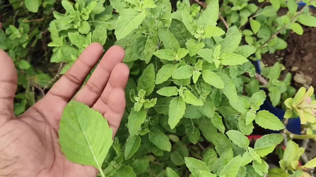 ⁣तुलसी पत्तीयों के फायदे