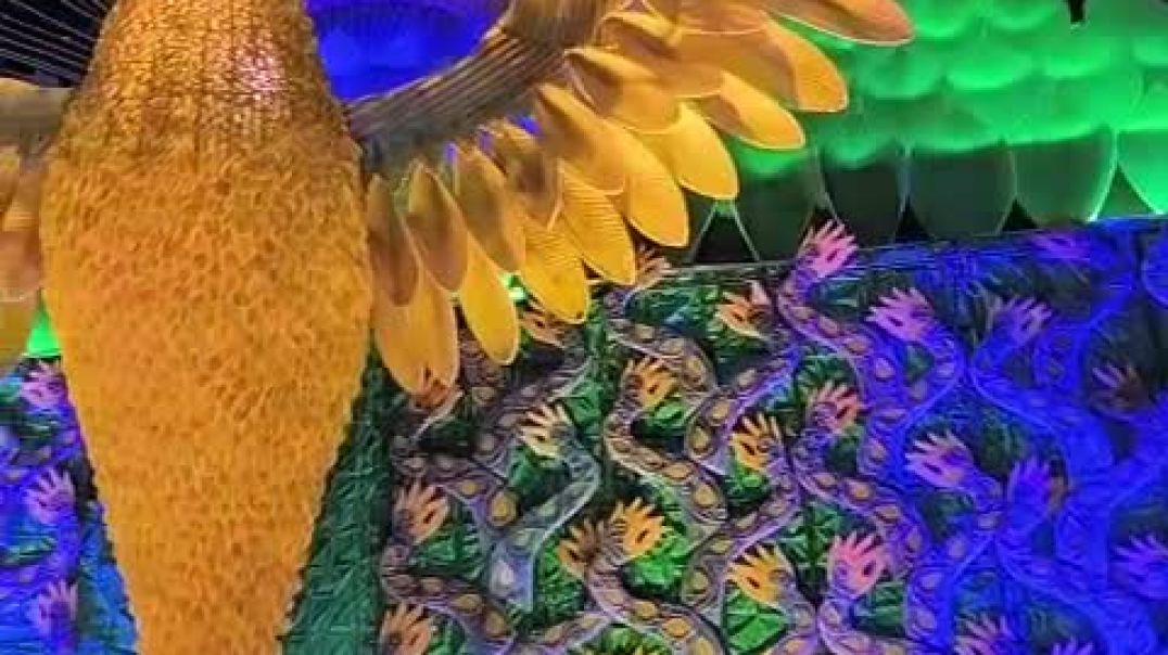 ⁣Durga Puja din . দুর্গাপূজায় ঘুরতে যাওয়ার সময়।