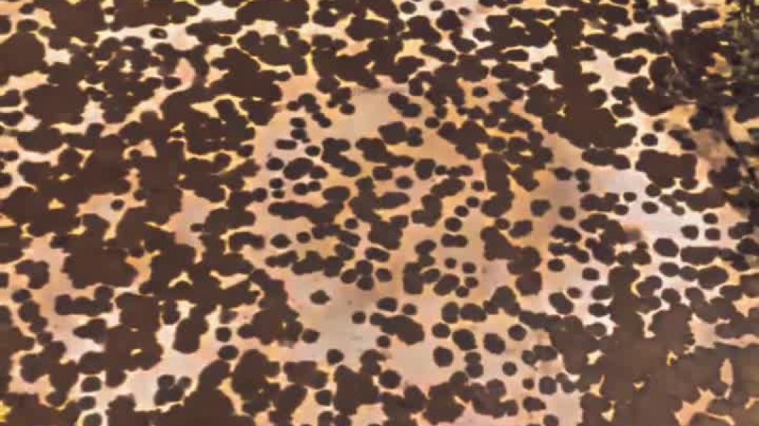 ⁣ढूंढा_दाग_लगाई_ना_💓💖_#rajasthan_#instagram_#reels_#love_#india_#bikaner_#dogsofmathias777_#lifestyle