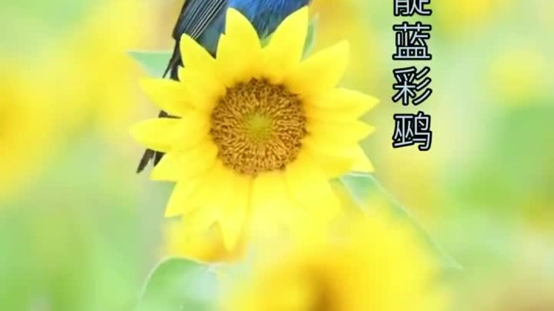 ⁣Lovebirds in flight, a pair of lovebirds. #birdsonthebranchesareinpairs #thebirdsonthetreeareinpairs