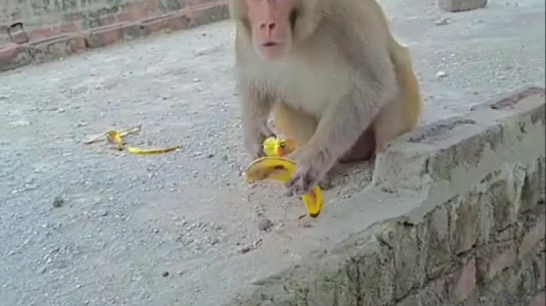 ⁣Monkey 🐒 wali video