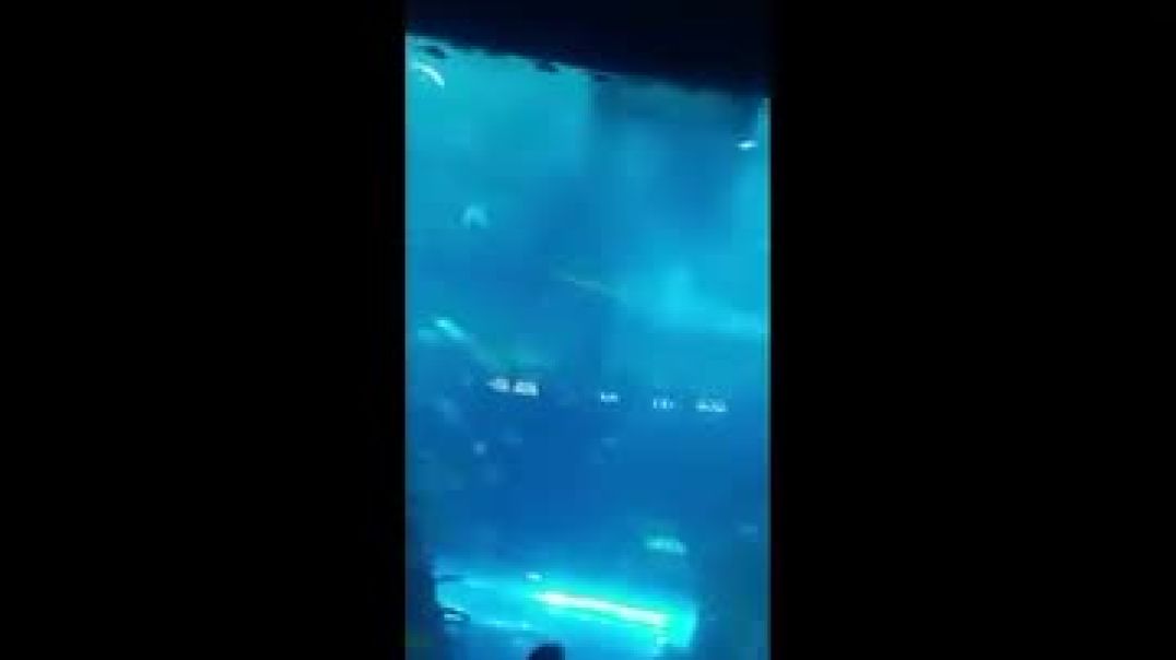 VID_20251203_064511_768