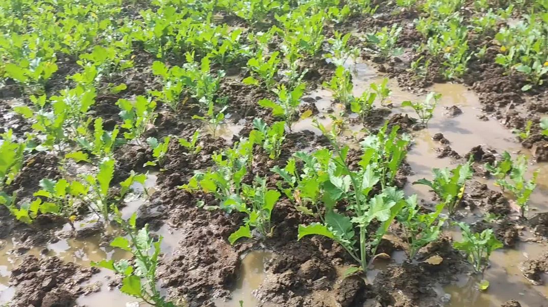 ⁣Aaj Apne khet gye pani lagane Aur Vlog Banane