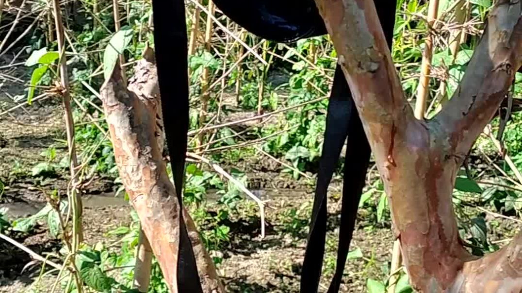 ⁣VILLAGE LIFE MINI VLOG🥰 ll AKASH VLOG 5 ll #akashvlog5