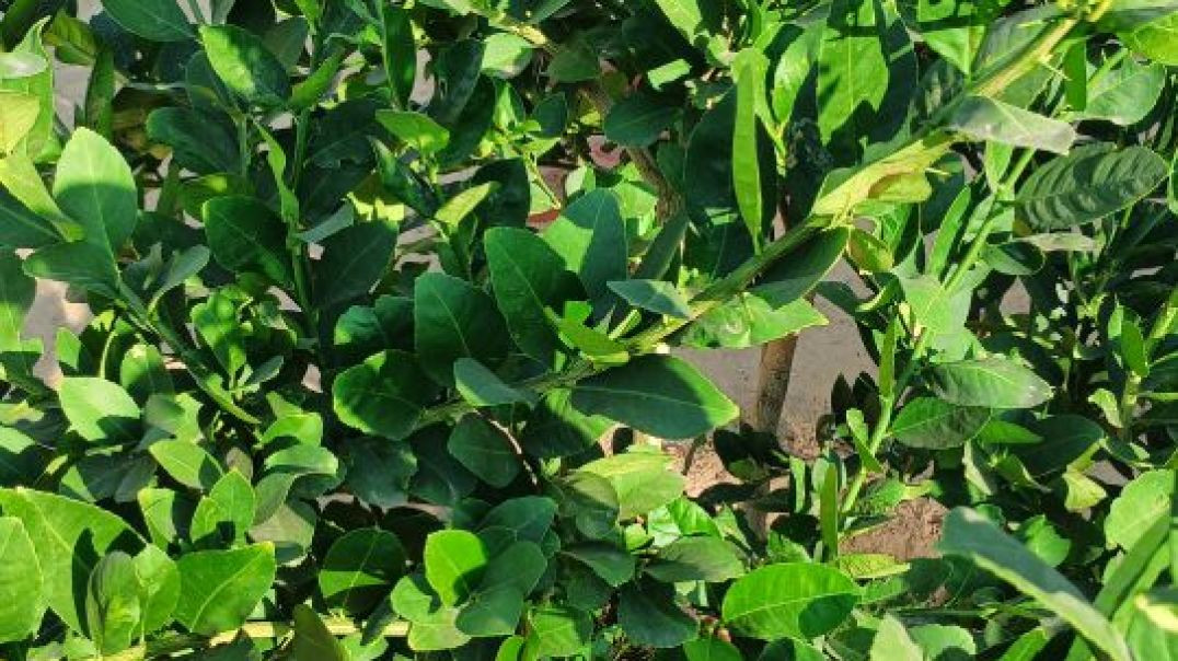 VID_20251205_095542~2