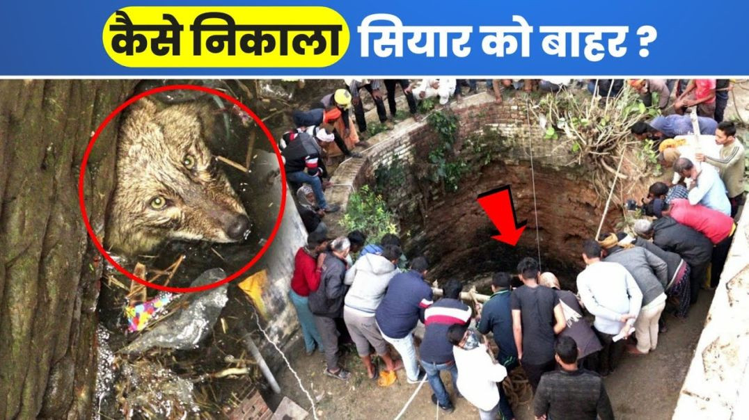 ⁣70 फीट गहरे कुएं में, खूंखार जानवर का रेस्क्यू कैसे किया! 😱 | Dangerous Animal Rescue | #shorts