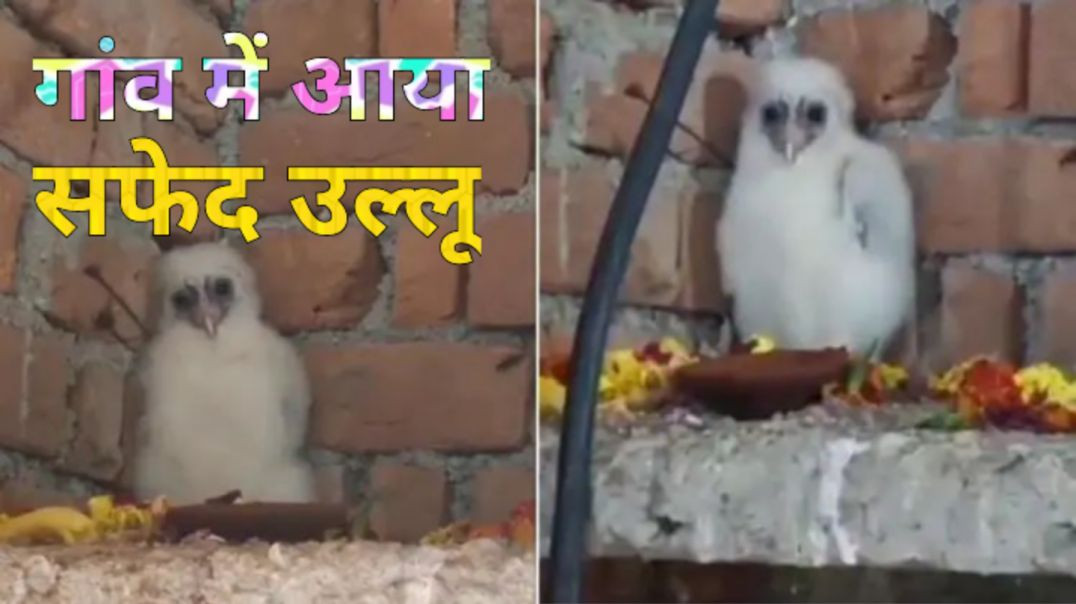 ⁣लोगों ने गरुड़ मान शुरू किया भजन-कीर्तन।