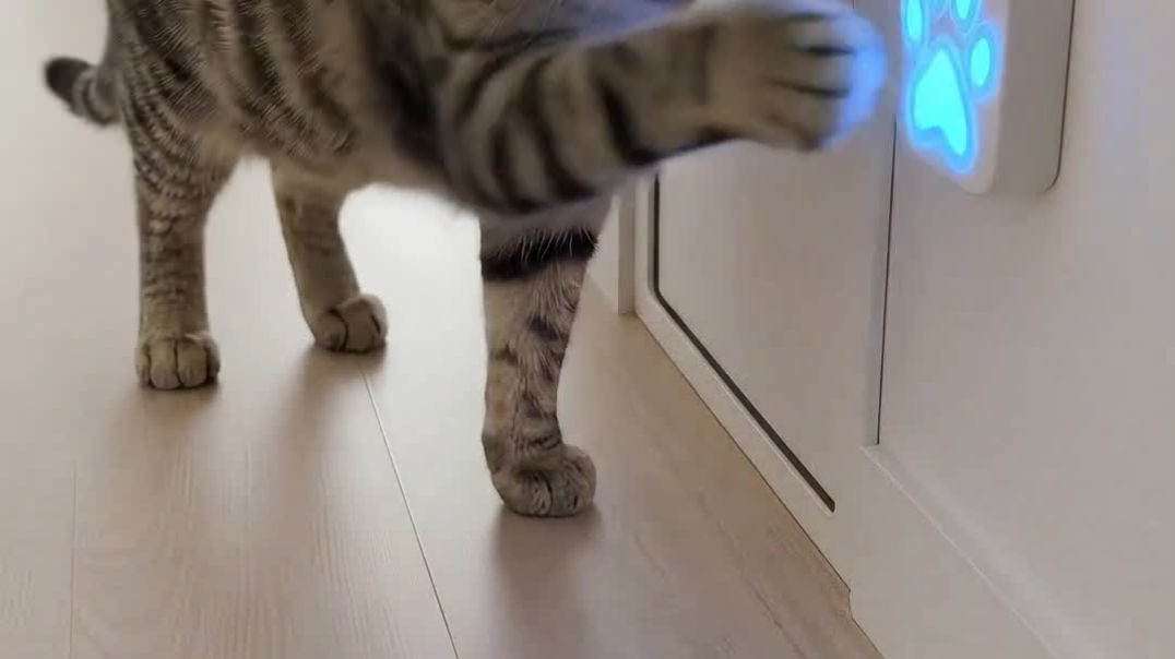 ⁣Cutest Cat _ Mouse Duo Ever_ 🐱🐭 _cats _shorts(1080P_HD)