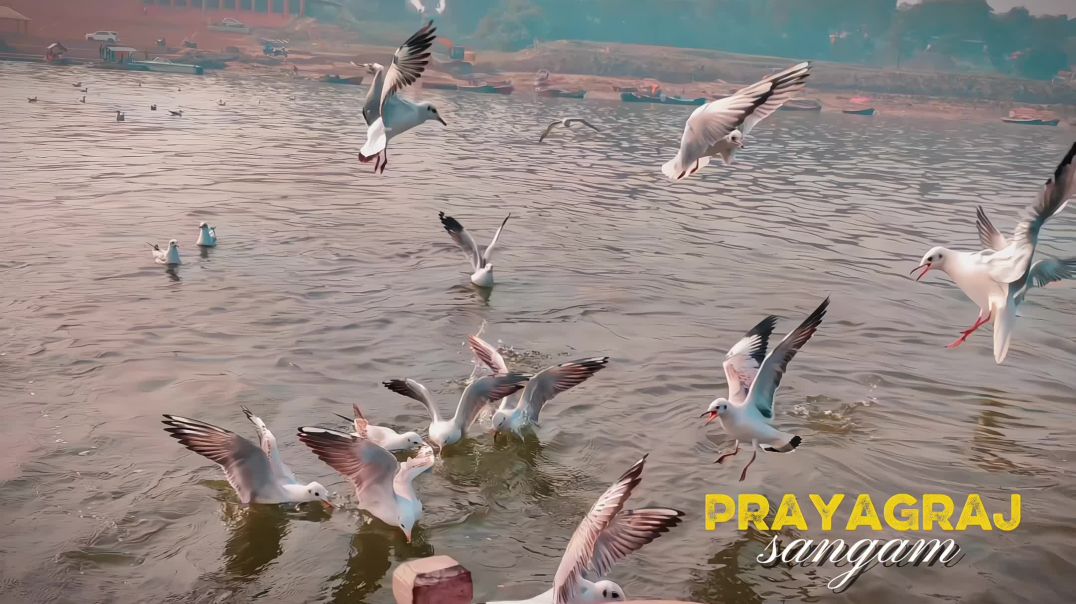 ⁣Sangam Priyagraj 🏞️🦢😍