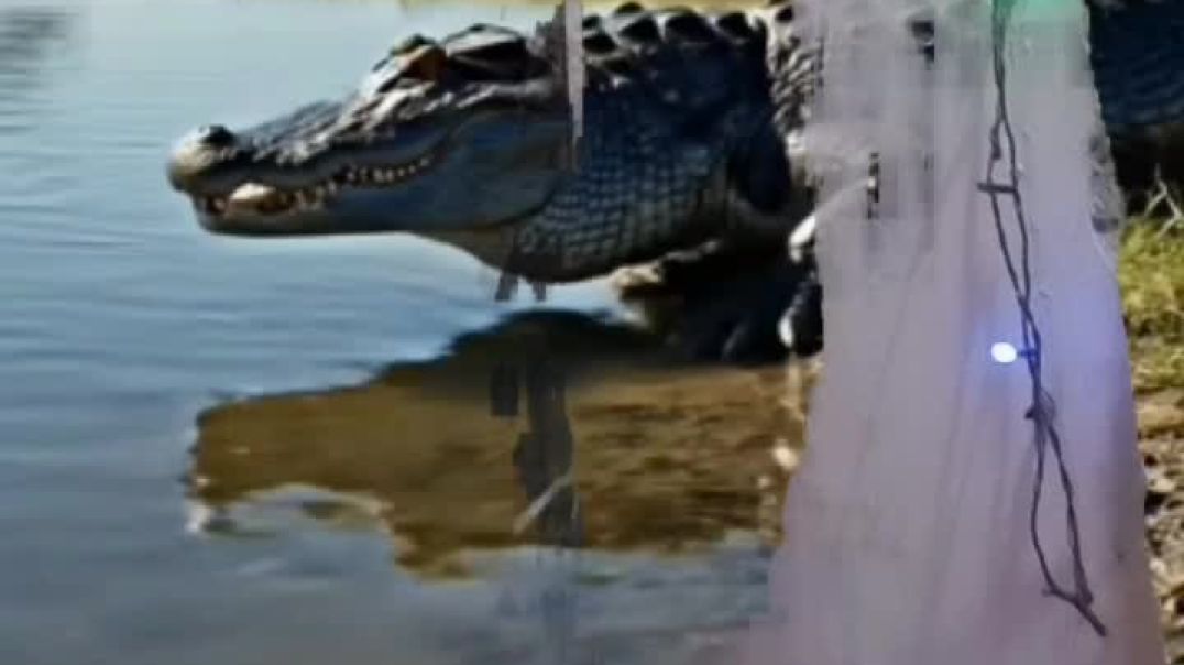 ⁣jungali chita pani पिण्यासाठी तलावाजवळ आलेले आह