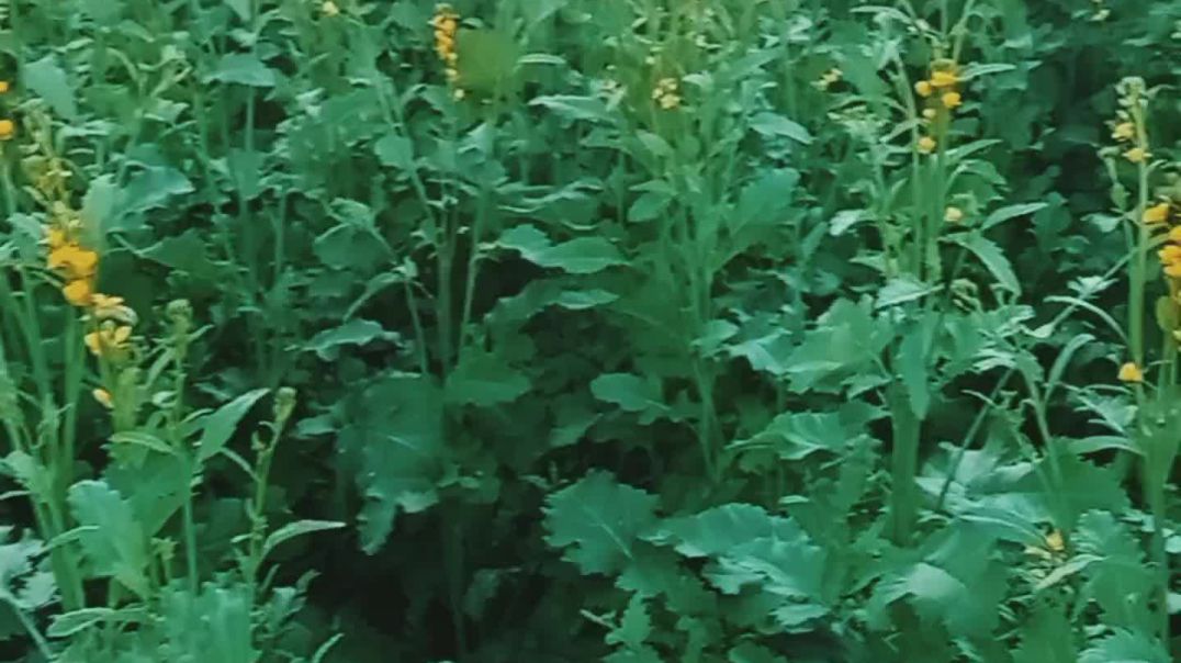 ⁣VN20251215_163812 1 महीने की सरसों